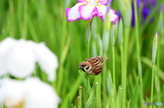 雀菖蒲