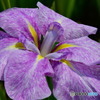 菖蒲6