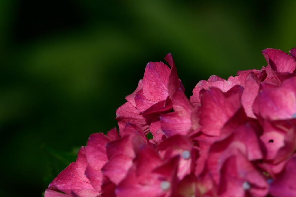 紫陽花