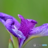 菖蒲2