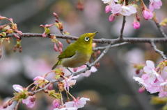 メジロザクラ