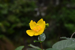水光
