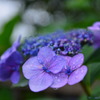 雨中紫陽1
