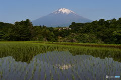 田んぼ富士3