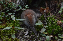 Ochotona alpina mantchurica