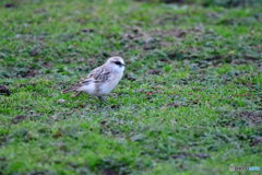 白腰雪雀White-rumped Snowfinch