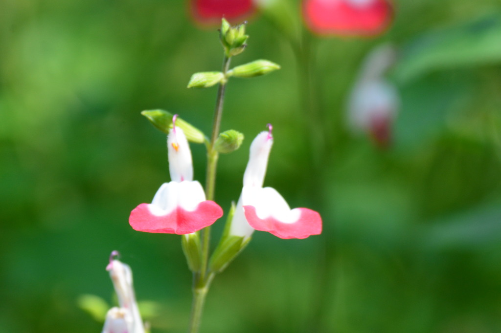 ホットリップス