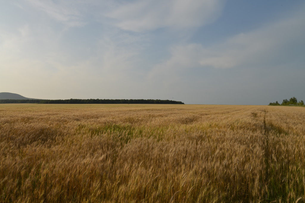 収穫を待つ麦畑