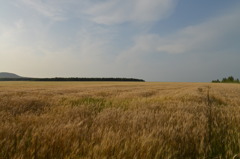 収穫を待つ麦畑