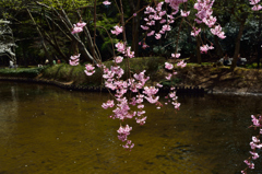 垂れ