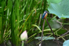 乗ってやらないよ～だ