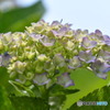 紫陽花4