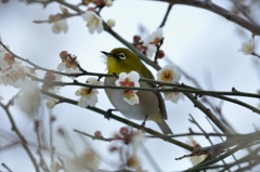 ウメメジロ