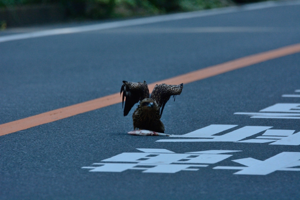 俺のだよぉー