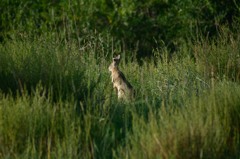 ウサギ
