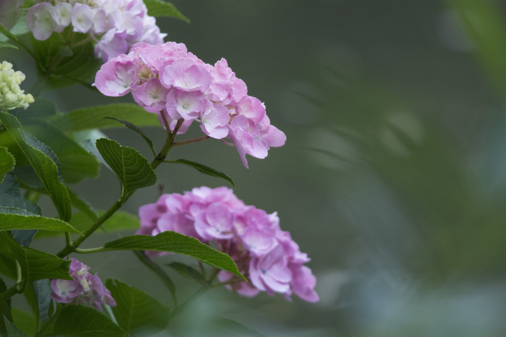 紫陽花