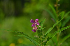 火山灰に生きる植物達