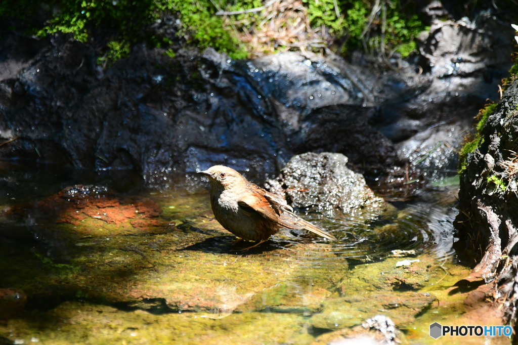 カヤクグリ