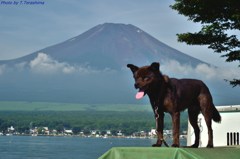 山中湖忠犬