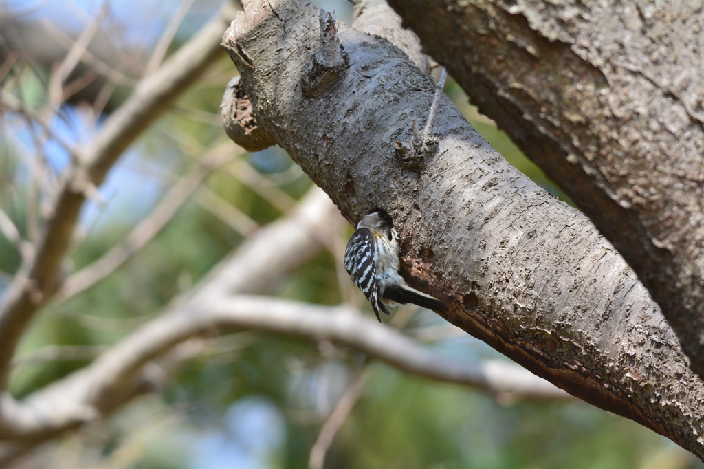 コゲラ生活物語