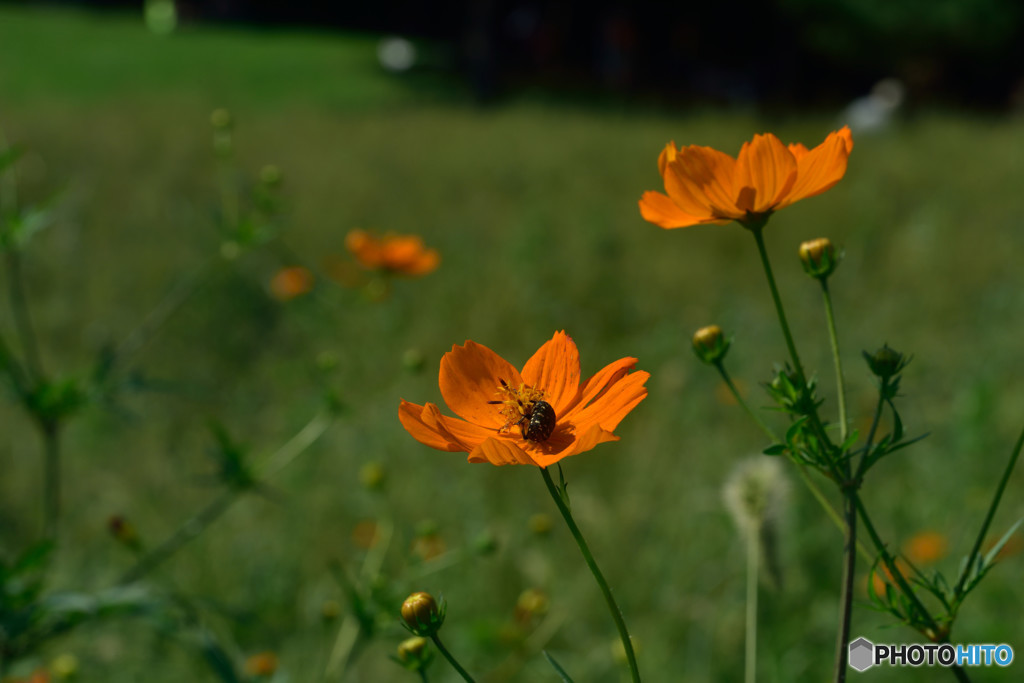 キバナコスモス