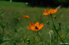 キバナコスモス