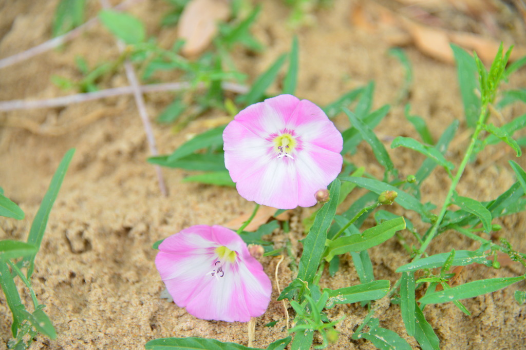 砂漠で生きる花