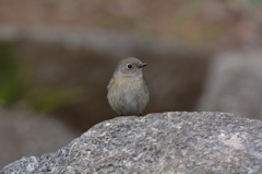 メスジョウビタキ