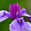 菖蒲3
