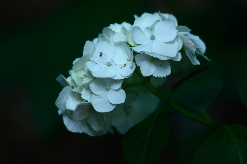 紫陽花