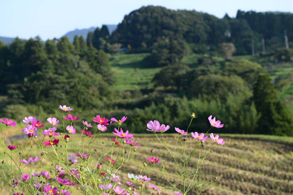 大山千枚田4