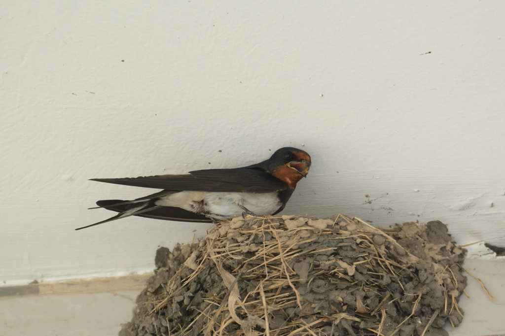 ツバメの巣