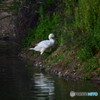 ドニャーナの野鳥達16