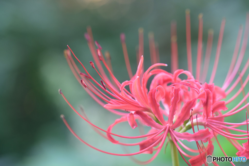 曼珠沙華