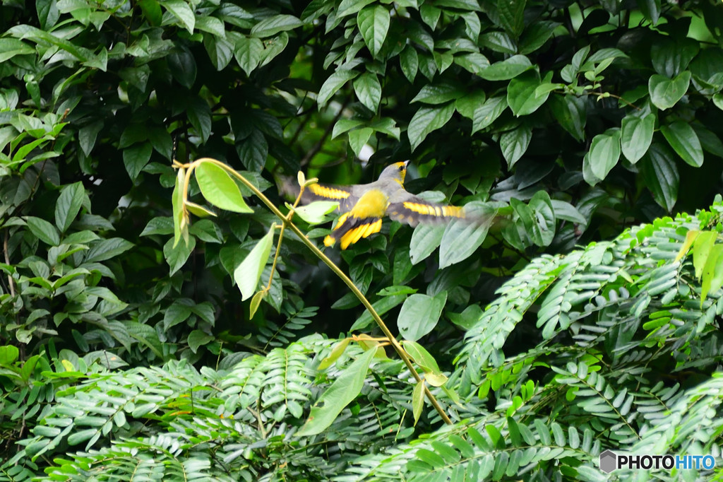 丹霞山の野鳥3