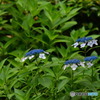 紫陽花