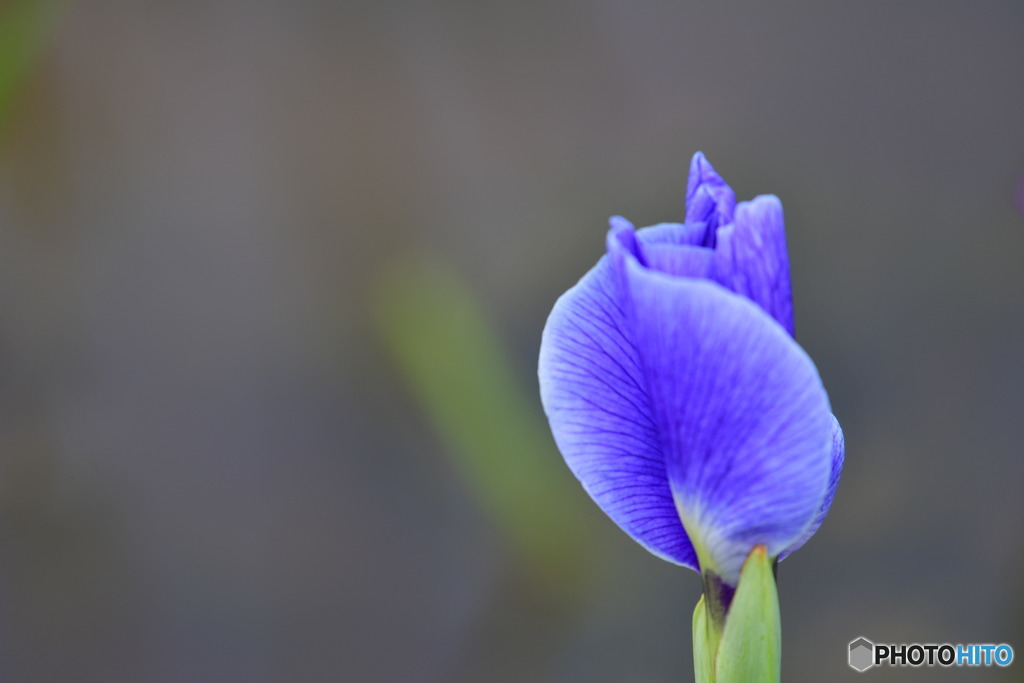 菖蒲4