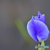 菖蒲4