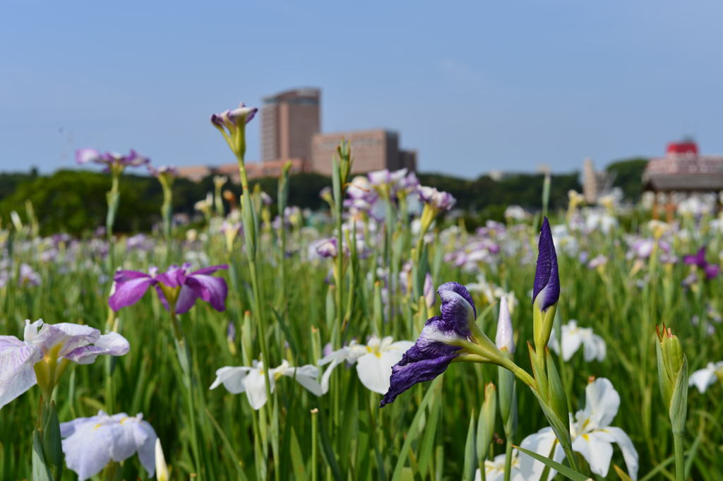 江戸川の菖蒲園