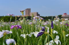 江戸川の菖蒲園
