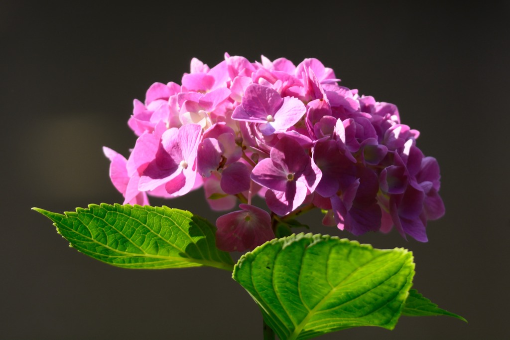 紫陽花