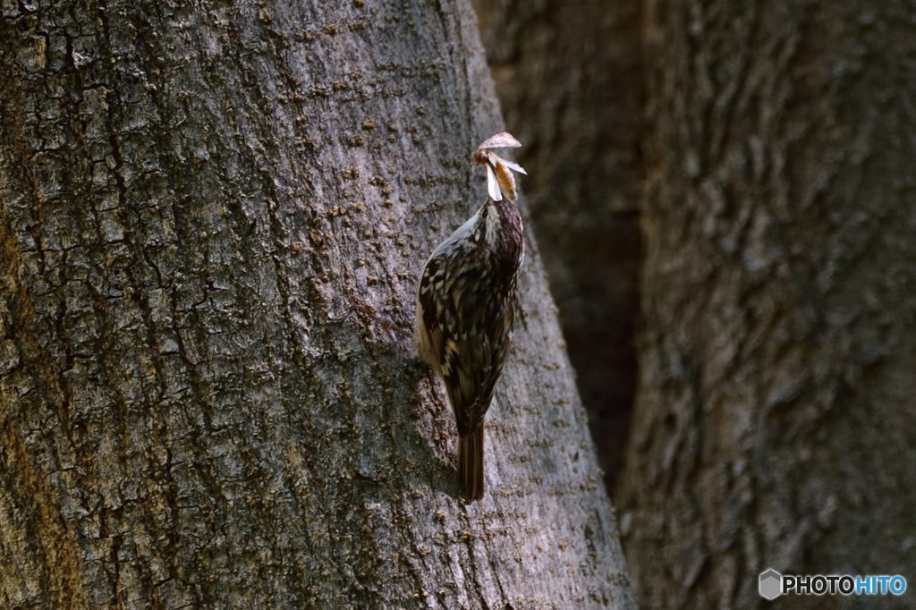 セビージャの野鳥達1