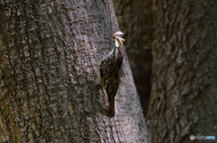 セビージャの野鳥達1