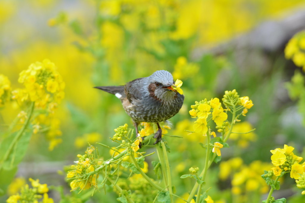 菜の花美味いなあ