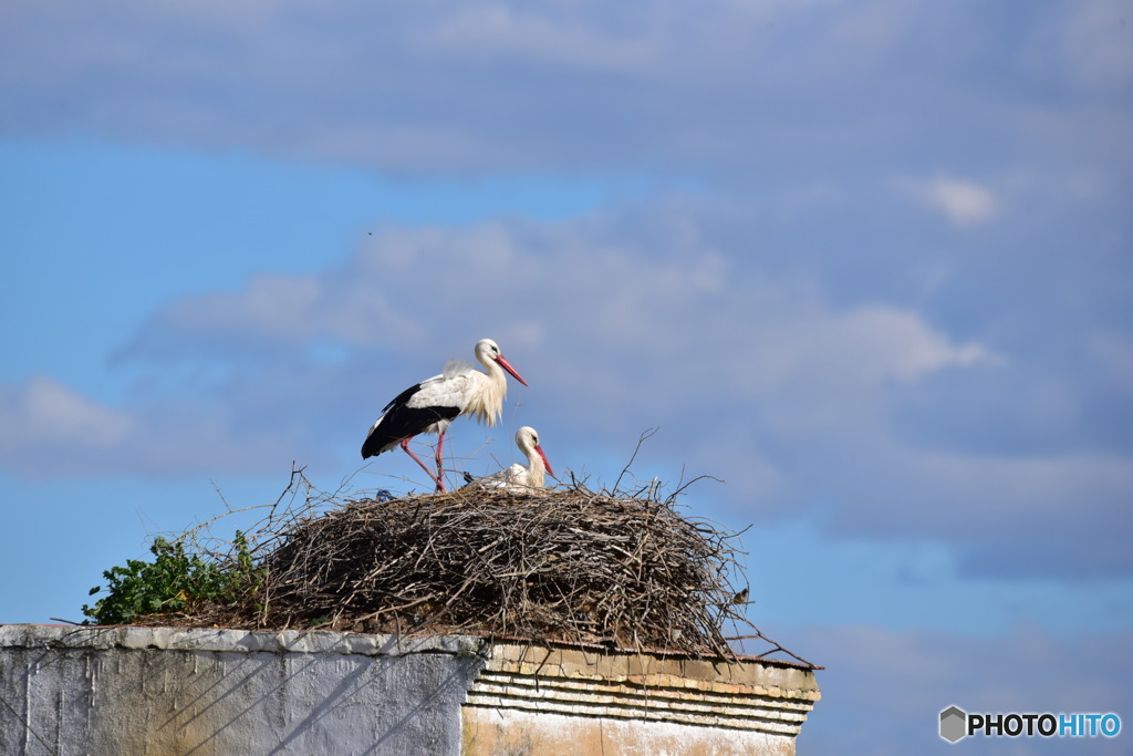 ドニャーナの野鳥達2