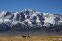 チベット雪山