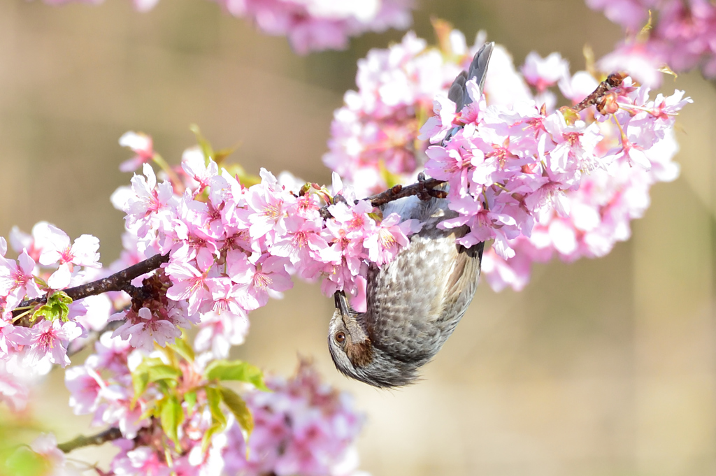 ヒヨ桜-2