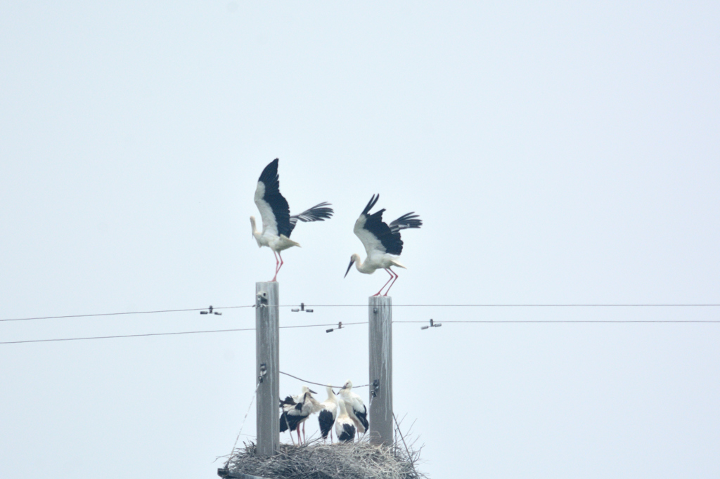 コウノトリ3