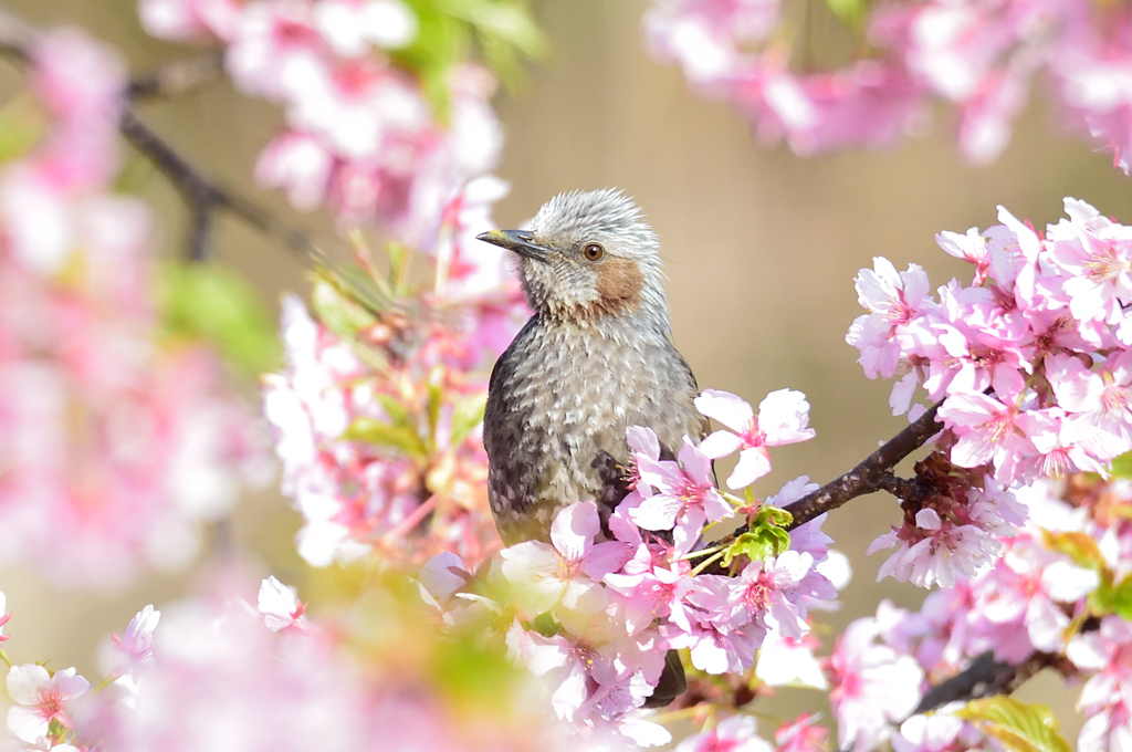 ヒヨ桜-1