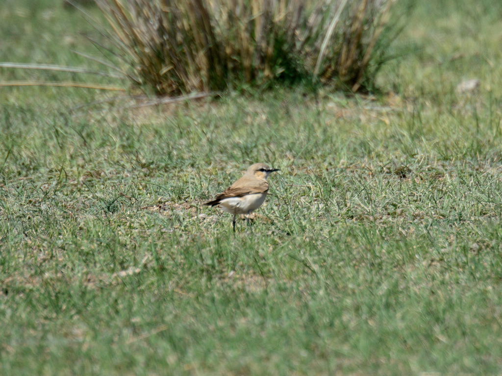 サバクヒタキ？